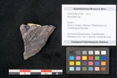 Foto (Objekt + Etikett) von Neuropteris sp.  (NHMW-GEO-2024-0188-10708)